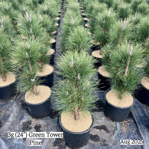 August 2025 3g Green Tower Pine Group Website